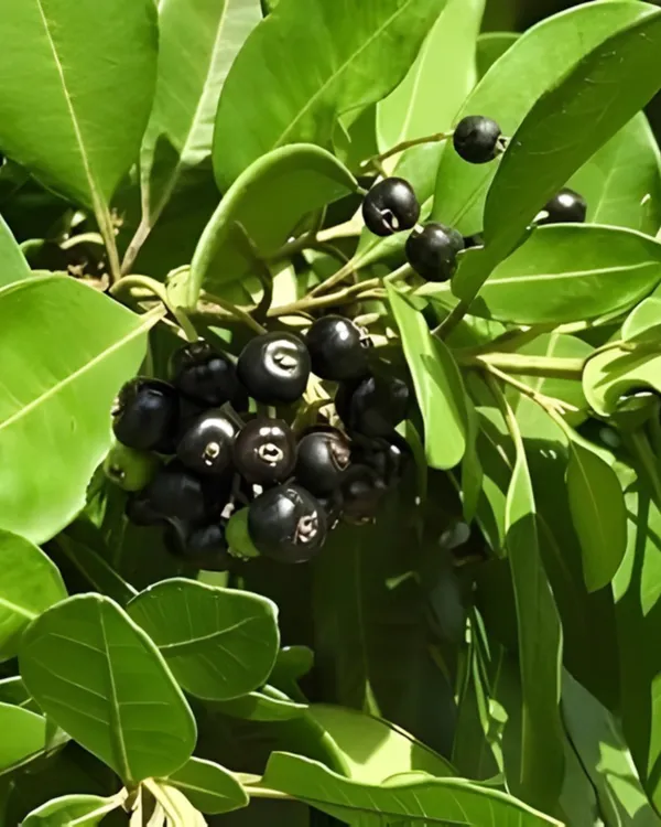 All_Spice_Plant_|_Grafted_Multi-Spice_Variety_|_Fragrant_Leaves_&_Aroma-Rich_Growth_|_Fast_Growing_|_Ideal_for_Pots_&_Kitchens_|_Healthy_Live_Plant_Guaranteed