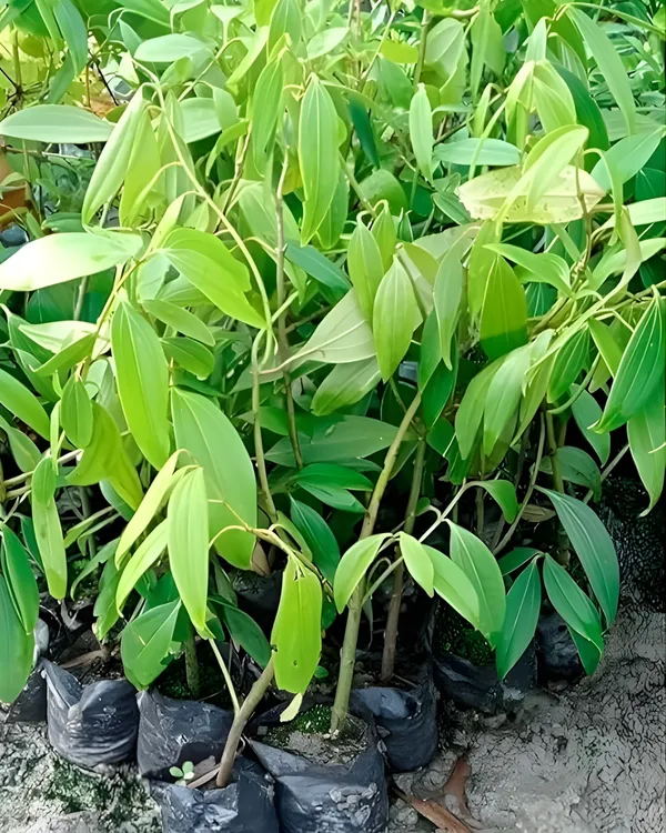 Tejpatta_Plant_|_Grafted_Aromatic_Spice_Variety_|_Fragrant_Bay_Leaves_|_Fast_Growing_|_Ideal_for_Pots_&_Kitchen_Gardens_|_Healthy_Live_Plant_Guaranteed