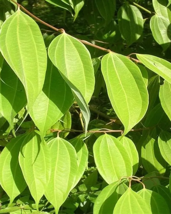 Tejpatta_Plant_|_Grafted_Aromatic_Spice_Variety_|_Fragrant_Bay_Leaves_|_Fast_Growing_|_Ideal_for_Pots_&_Kitchen_Gardens_|_Healthy_Live_Plant_Guaranteed