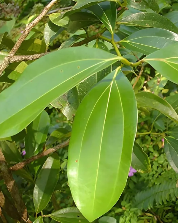 Tejpatta_Plant_|_Grafted_Aromatic_Spice_Variety_|_Fragrant_Bay_Leaves_|_Fast_Growing_|_Ideal_for_Pots_&_Kitchen_Gardens_|_Healthy_Live_Plant_Guaranteed
