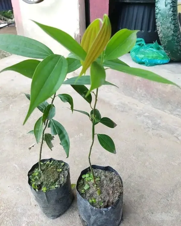 Tejpatta_Plant_|_Grafted_Aromatic_Spice_Variety_|_Fragrant_Bay_Leaves_|_Fast_Growing_|_Ideal_for_Pots_&_Kitchen_Gardens_|_Healthy_Live_Plant_Guaranteed