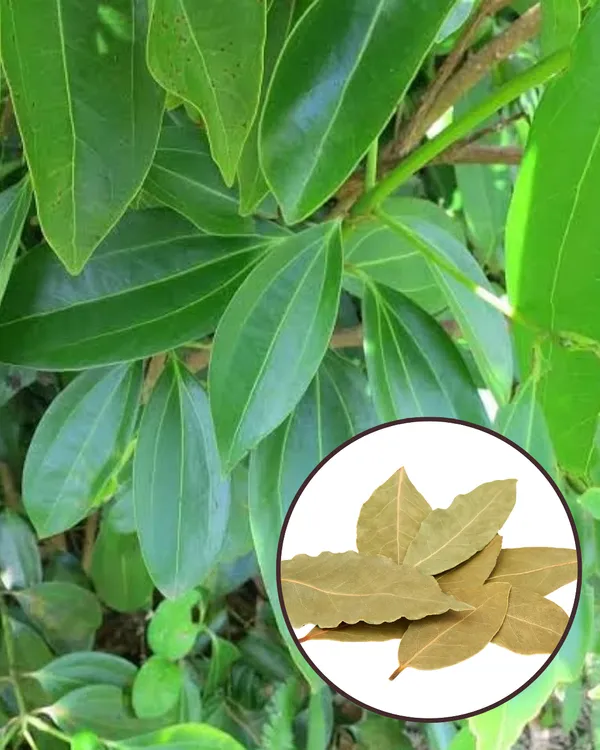 Tejpatta_Plant_|_Grafted_Aromatic_Spice_Variety_|_Fragrant_Bay_Leaves_|_Fast_Growing_|_Ideal_for_Pots_&_Kitchen_Gardens_|_Healthy_Live_Plant_Guaranteed