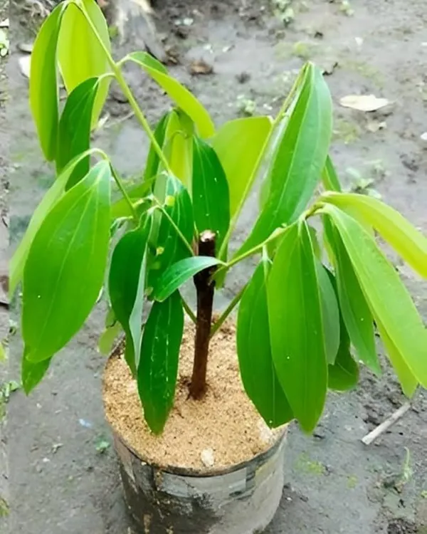 Tejpatta_Plant_|_Grafted_Aromatic_Spice_Variety_|_Fragrant_Bay_Leaves_|_Fast_Growing_|_Ideal_for_Pots_&_Kitchen_Gardens_|_Healthy_Live_Plant_Guaranteed