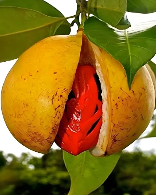Jaiphal_(Nutmeg)_Plant_|_Grafted_Aromatic_Spice_Tree_|_Sweet_Fragrant_Nutmeg_Seeds_|_Slow_&_Steady_Growing_|_Ideal_for_Pots_&_Gardens_|_Healthy_Live_Plant_Guaranteed