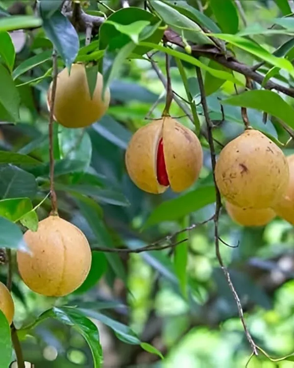 Jaiphal_(Nutmeg)_Plant_|_Grafted_Aromatic_Spice_Tree_|_Sweet_Fragrant_Nutmeg_Seeds_|_Slow_&_Steady_Growing_|_Ideal_for_Pots_&_Gardens_|_Healthy_Live_Plant_Guaranteed