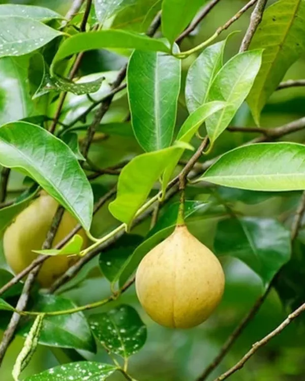 Jaiphal_(Nutmeg)_Plant_|_Grafted_Aromatic_Spice_Tree_|_Sweet_Fragrant_Nutmeg_Seeds_|_Slow_&_Steady_Growing_|_Ideal_for_Pots_&_Gardens_|_Healthy_Live_Plant_Guaranteed