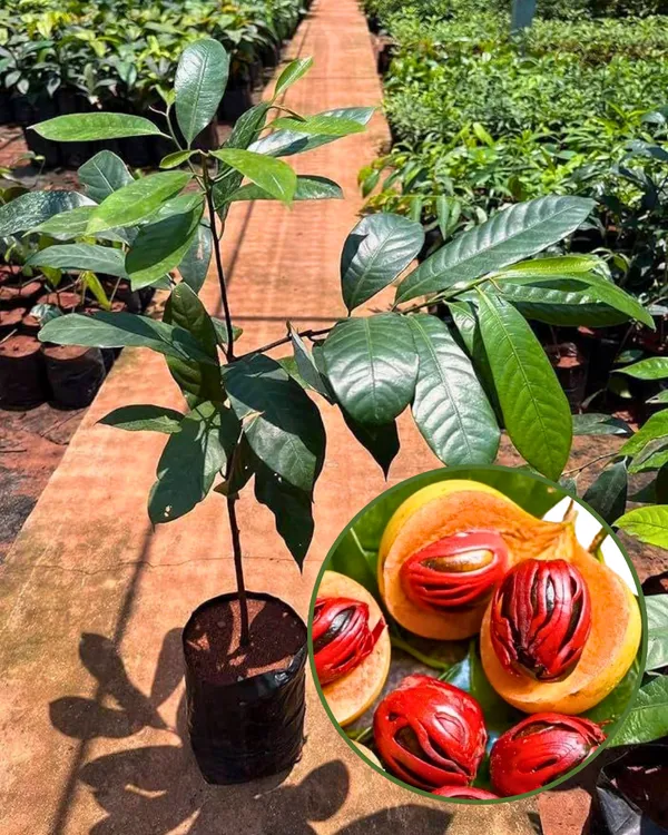 Jaiphal_(Nutmeg)_Plant_|_Grafted_Aromatic_Spice_Tree_|_Sweet_Fragrant_Nutmeg_Seeds_|_Slow_&_Steady_Growing_|_Ideal_for_Pots_&_Gardens_|_Healthy_Live_Plant_Guaranteed