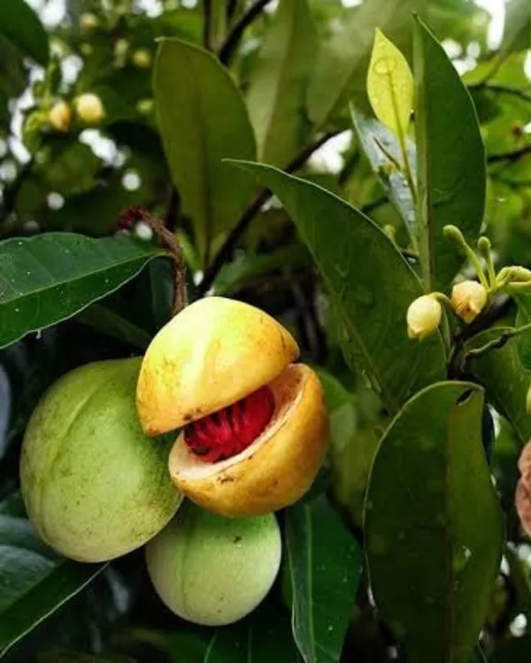 Jaiphal_(Nutmeg)_Plant_|_Grafted_Aromatic_Spice_Tree_|_Sweet_Fragrant_Nutmeg_Seeds_|_Slow_&_Steady_Growing_|_Ideal_for_Pots_&_Gardens_|_Healthy_Live_Plant_Guaranteed