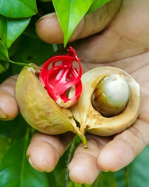 Jaiphal_(Nutmeg)_Plant_|_Grafted_Aromatic_Spice_Tree_|_Sweet_Fragrant_Nutmeg_Seeds_|_Slow_&_Steady_Growing_|_Ideal_for_Pots_&_Gardens_|_Healthy_Live_Plant_Guaranteed