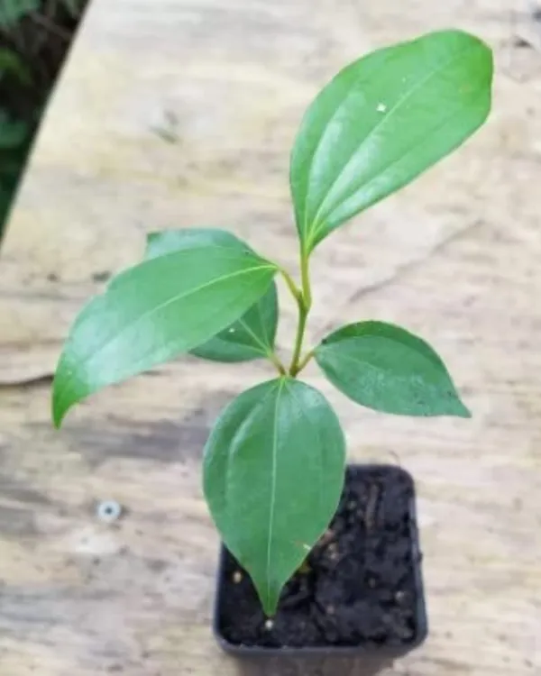 Darchini_(Cinnamon)_Plant_|_Grafted_Aromatic_Spice_Tree_|_Fragrant_Bark_&_Leaves_|_Fast_Growing_|_Ideal_for_Pots_&_Kitchen_Gardens_|_Healthy_Live_Plant_Guaranteed