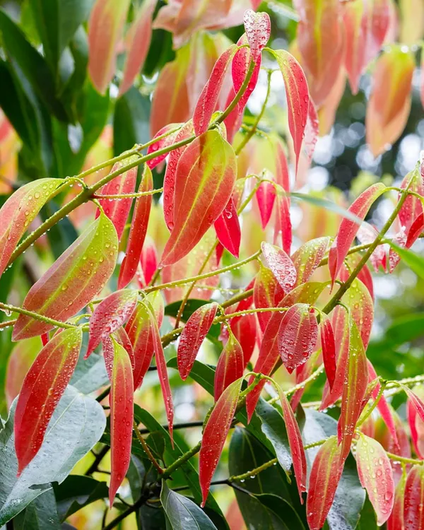 Darchini_(Cinnamon)_Plant_|_Grafted_Aromatic_Spice_Tree_|_Fragrant_Bark_&_Leaves_|_Fast_Growing_|_Ideal_for_Pots_&_Kitchen_Gardens_|_Healthy_Live_Plant_Guaranteed