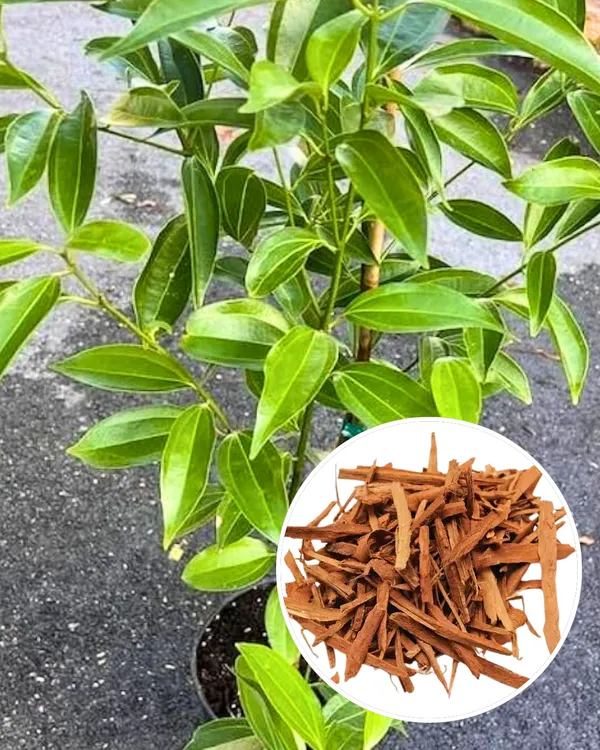 Darchini_(Cinnamon)_Plant_|_Grafted_Aromatic_Spice_Tree_|_Fragrant_Bark_&_Leaves_|_Fast_Growing_|_Ideal_for_Pots_&_Kitchen_Gardens_|_Healthy_Live_Plant_Guaranteed