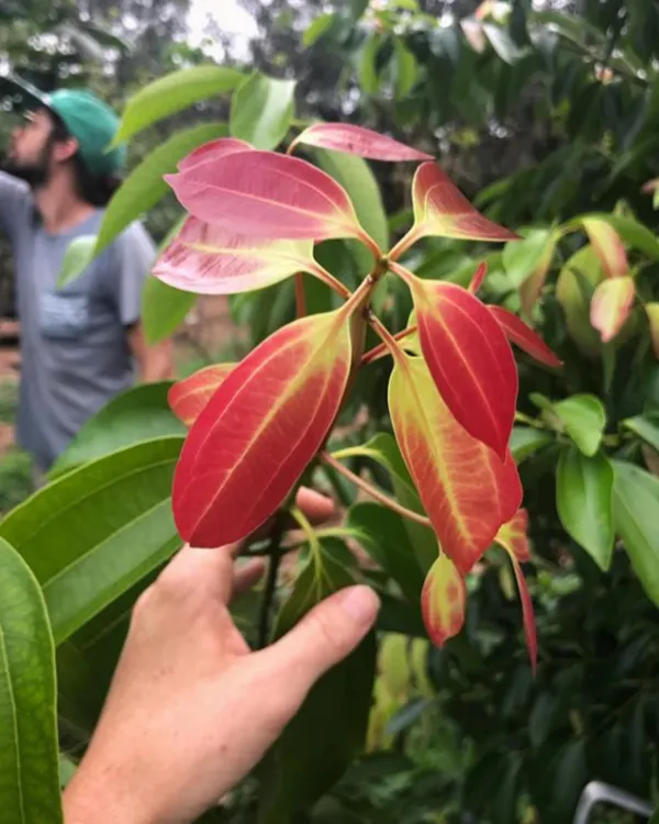 Darchini_(Cinnamon)_Plant_|_Grafted_Aromatic_Spice_Tree_|_Fragrant_Bark_&_Leaves_|_Fast_Growing_|_Ideal_for_Pots_&_Kitchen_Gardens_|_Healthy_Live_Plant_Guaranteed