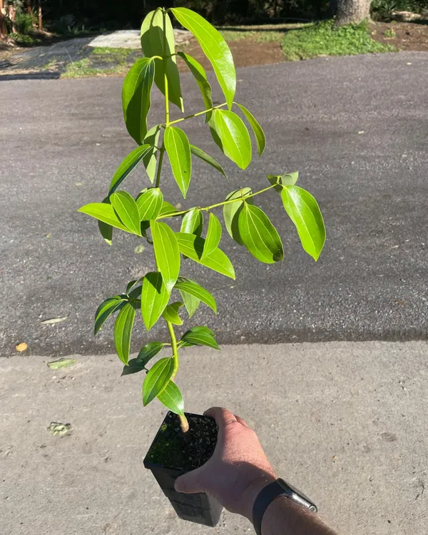 Darchini_(Cinnamon)_Plant_|_Grafted_Aromatic_Spice_Tree_|_Fragrant_Bark_&_Leaves_|_Fast_Growing_|_Ideal_for_Pots_&_Kitchen_Gardens_|_Healthy_Live_Plant_Guaranteed