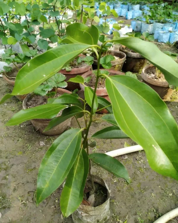 Darchini_(Cinnamon)_Plant_|_Grafted_Aromatic_Spice_Tree_|_Fragrant_Bark_&_Leaves_|_Fast_Growing_|_Ideal_for_Pots_&_Kitchen_Gardens_|_Healthy_Live_Plant_Guaranteed