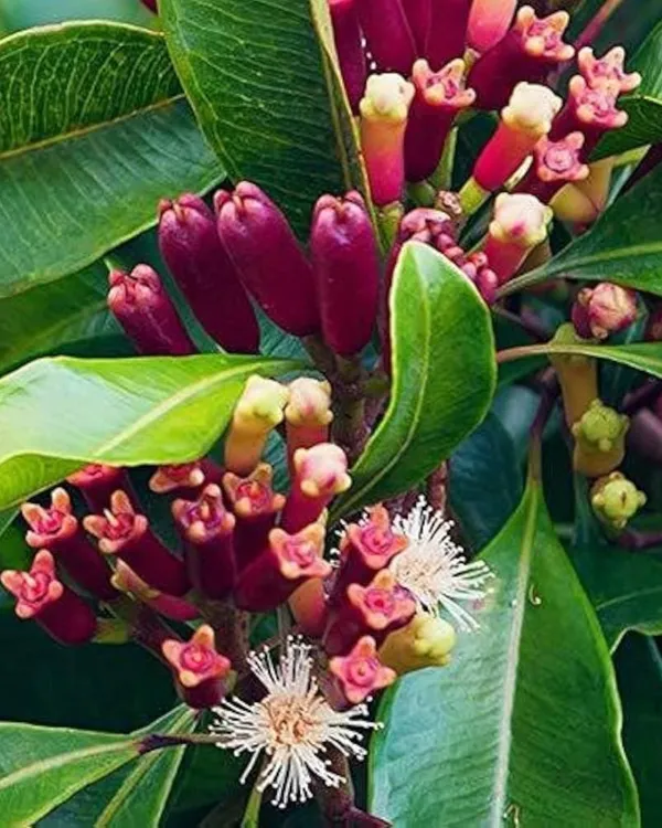 Clove_(Lobongo)_Plant_|_Grafted_Aromatic_Spice_Tree_|_Fragrant_Flower_Buds_|_Slow_&_Steady_Growing_|_Ideal_for_Pots_&_Gardens_|_Healthy_Live_Plant_Guaranteed