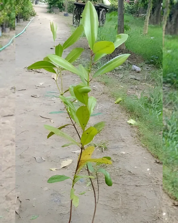 Clove_(Lobongo)_Plant_|_Grafted_Aromatic_Spice_Tree_|_Fragrant_Flower_Buds_|_Slow_&_Steady_Growing_|_Ideal_for_Pots_&_Gardens_|_Healthy_Live_Plant_Guaranteed
