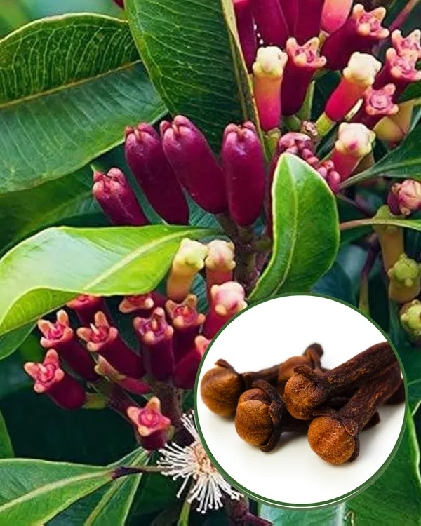 Clove_(Lobongo)_Plant_|_Grafted_Aromatic_Spice_Tree_|_Fragrant_Flower_Buds_|_Slow_&_Steady_Growing_|_Ideal_for_Pots_&_Gardens_|_Healthy_Live_Plant_Guaranteed