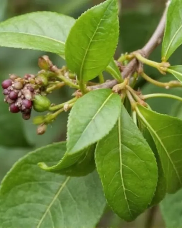 Clove_(Lobongo)_Plant_|_Grafted_Aromatic_Spice_Tree_|_Fragrant_Flower_Buds_|_Slow_&_Steady_Growing_|_Ideal_for_Pots_&_Gardens_|_Healthy_Live_Plant_Guaranteed