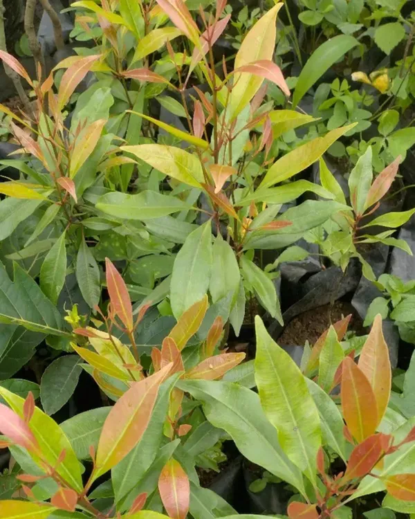 Clove_(Lobongo)_Plant_|_Grafted_Aromatic_Spice_Tree_|_Fragrant_Flower_Buds_|_Slow_&_Steady_Growing_|_Ideal_for_Pots_&_Gardens_|_Healthy_Live_Plant_Guaranteed