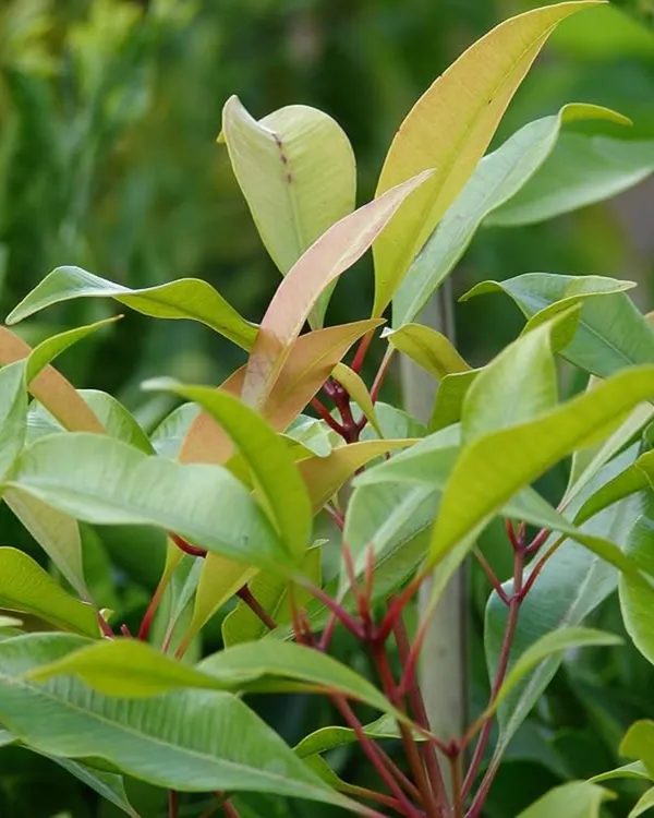 Clove_(Lobongo)_Plant_|_Grafted_Aromatic_Spice_Tree_|_Fragrant_Flower_Buds_|_Slow_&_Steady_Growing_|_Ideal_for_Pots_&_Gardens_|_Healthy_Live_Plant_Guaranteed