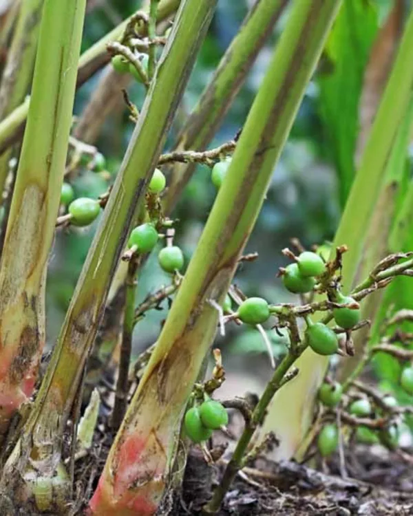 Elaichi_(Cardamom)_Plant_|_Grafted_Aromatic_Spice_Variety_|_Fragrant_Green_Pods_|_Shade-Loving_|_Ideal_for_Pots_&_Home_Gardens_|_Healthy_Live_Plant_Guaranteed