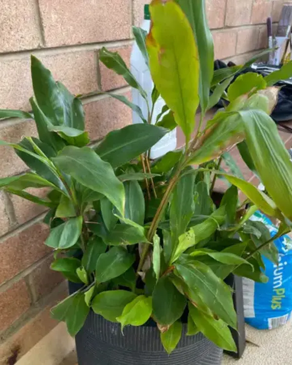 Elaichi_(Cardamom)_Plant_|_Grafted_Aromatic_Spice_Variety_|_Fragrant_Green_Pods_|_Shade-Loving_|_Ideal_for_Pots_&_Home_Gardens_|_Healthy_Live_Plant_Guaranteed