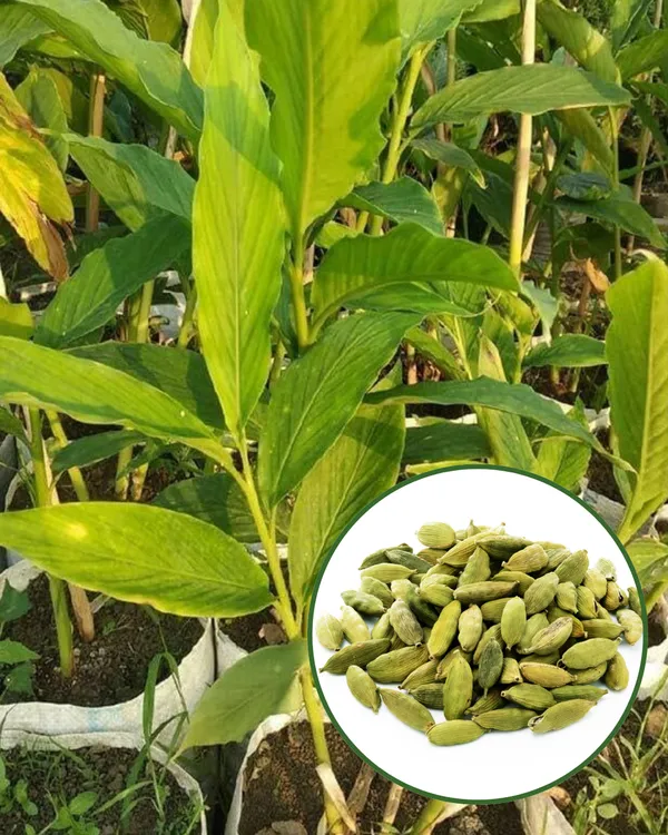 Elaichi_(Cardamom)_Plant_|_Grafted_Aromatic_Spice_Variety_|_Fragrant_Green_Pods_|_Shade-Loving_|_Ideal_for_Pots_&_Home_Gardens_|_Healthy_Live_Plant_Guaranteed