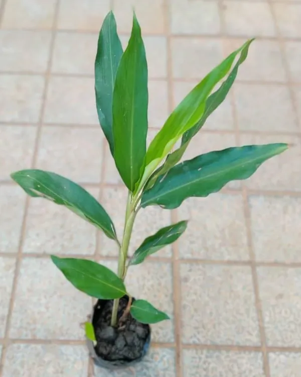 Elaichi_(Cardamom)_Plant_|_Grafted_Aromatic_Spice_Variety_|_Fragrant_Green_Pods_|_Shade-Loving_|_Ideal_for_Pots_&_Home_Gardens_|_Healthy_Live_Plant_Guaranteed