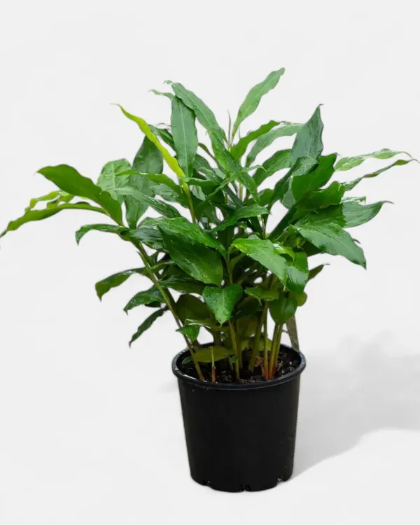 Elaichi_(Cardamom)_Plant_|_Grafted_Aromatic_Spice_Variety_|_Fragrant_Green_Pods_|_Shade-Loving_|_Ideal_for_Pots_&_Home_Gardens_|_Healthy_Live_Plant_Guaranteed