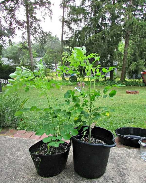 Moringa_(Sojne)_Plant_|_Grafted_High-Yield_Drumstick_Variety_|_Nutrient-Rich_Pods_&_Leaves_|_Fast_Growing_|_Ideal_for_Pots_&_Gardens_|_Healthy_Live_Plant_Guaranteed