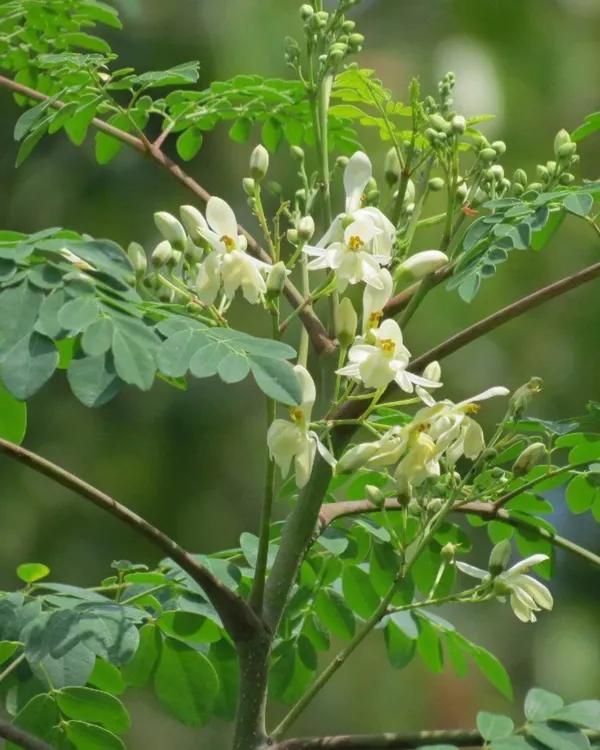 Moringa_(Sojne)_Plant_|_Grafted_High-Yield_Drumstick_Variety_|_Nutrient-Rich_Pods_&_Leaves_|_Fast_Growing_|_Ideal_for_Pots_&_Gardens_|_Healthy_Live_Plant_Guaranteed