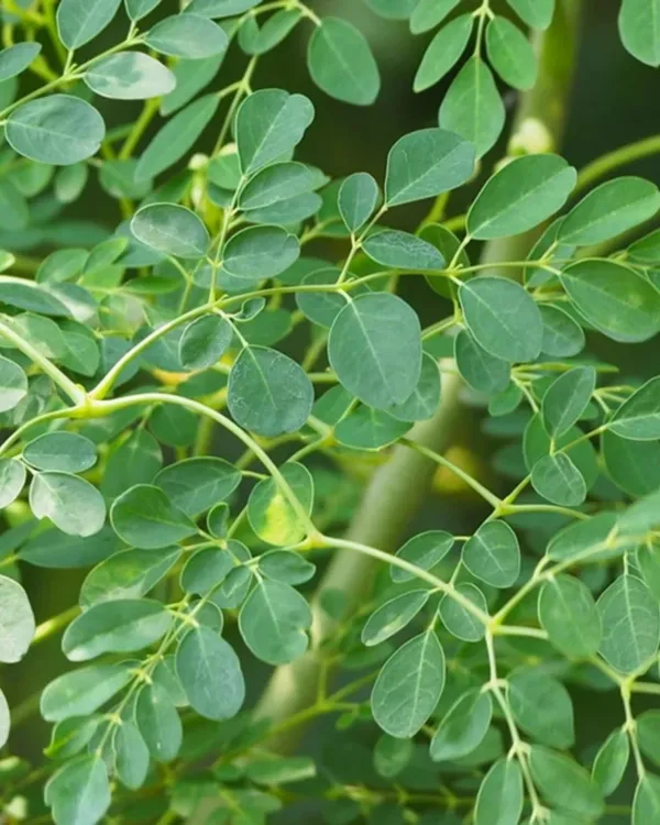 Moringa_(Sojne)_Plant_|_Grafted_High-Yield_Drumstick_Variety_|_Nutrient-Rich_Pods_&_Leaves_|_Fast_Growing_|_Ideal_for_Pots_&_Gardens_|_Healthy_Live_Plant_Guaranteed