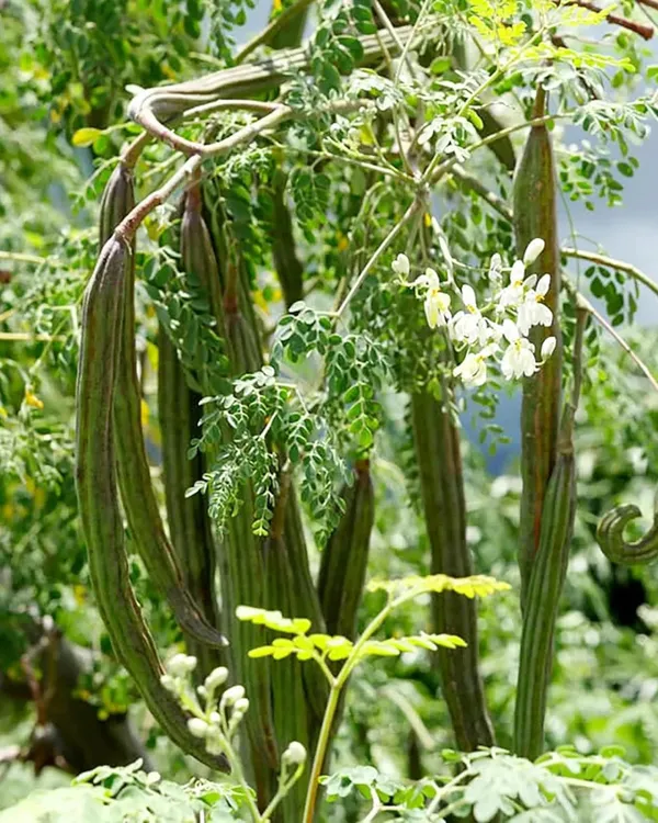 Moringa_(Sojne)_Plant_|_Grafted_High-Yield_Drumstick_Variety_|_Nutrient-Rich_Pods_&_Leaves_|_Fast_Growing_|_Ideal_for_Pots_&_Gardens_|_Healthy_Live_Plant_Guaranteed