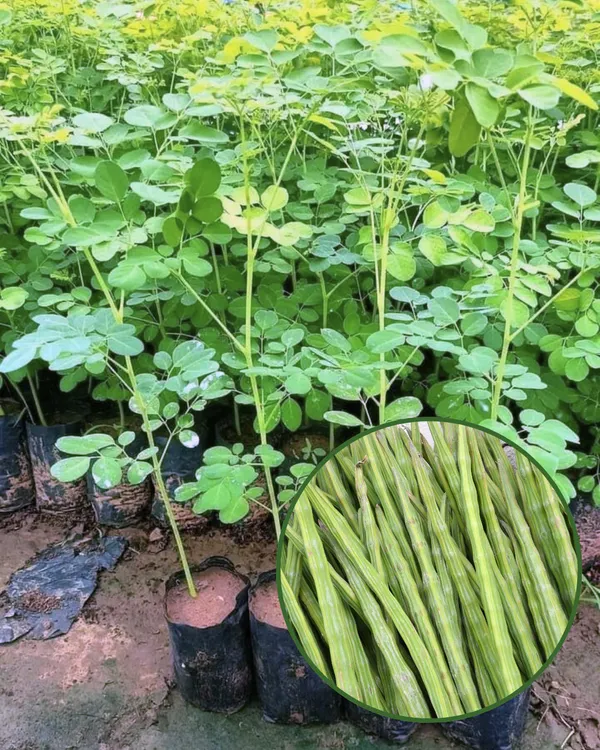 Moringa_(Sojne)_Plant_|_Grafted_High-Yield_Drumstick_Variety_|_Nutrient-Rich_Pods_&_Leaves_|_Fast_Growing_|_Ideal_for_Pots_&_Gardens_|_Healthy_Live_Plant_Guaranteed