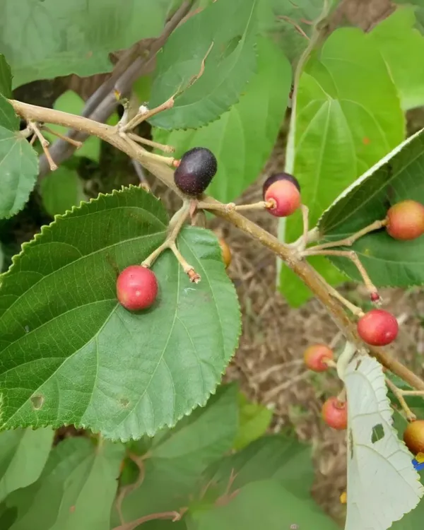 Falsa_Plant_|_Grafted_High-Yield_Variety_|_Sweet_Tangy_Purple_Berries_|_Fast_Growing_|_Ideal_for_Pots_&_Gardens_|_Healthy_Live_Plant_Guaranteed