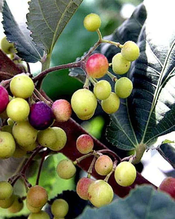 Falsa_Plant_|_Grafted_High-Yield_Variety_|_Sweet_Tangy_Purple_Berries_|_Fast_Growing_|_Ideal_for_Pots_&_Gardens_|_Healthy_Live_Plant_Guaranteed