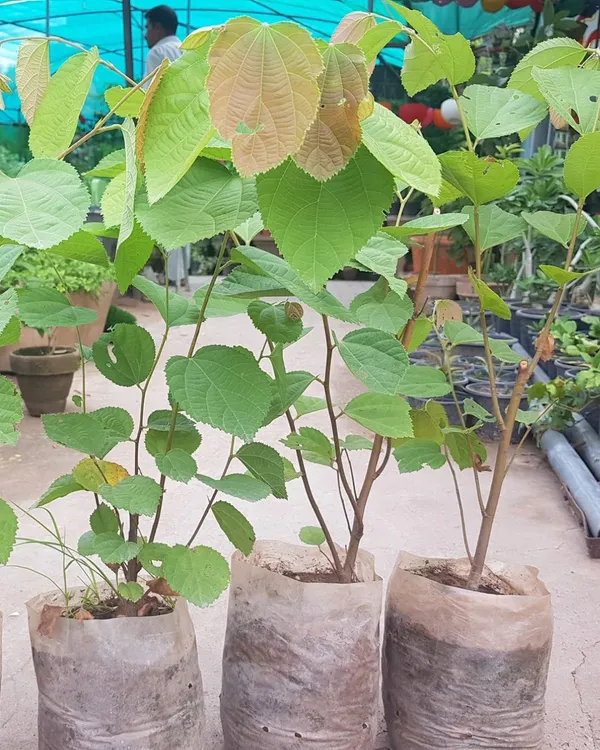 Falsa_Plant_|_Grafted_High-Yield_Variety_|_Sweet_Tangy_Purple_Berries_|_Fast_Growing_|_Ideal_for_Pots_&_Gardens_|_Healthy_Live_Plant_Guaranteed