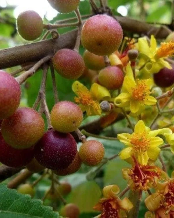 Falsa_Plant_|_Grafted_High-Yield_Variety_|_Sweet_Tangy_Purple_Berries_|_Fast_Growing_|_Ideal_for_Pots_&_Gardens_|_Healthy_Live_Plant_Guaranteed