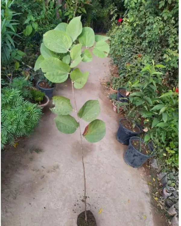 Falsa_Plant_|_Grafted_High-Yield_Variety_|_Sweet_Tangy_Purple_Berries_|_Fast_Growing_|_Ideal_for_Pots_&_Gardens_|_Healthy_Live_Plant_Guaranteed
