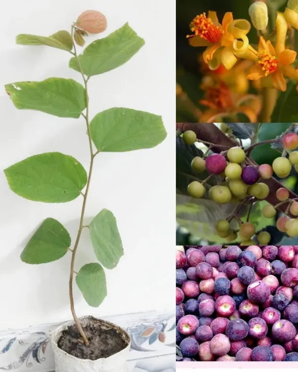 Falsa_Plant_|_Grafted_High-Yield_Variety_|_Sweet_Tangy_Purple_Berries_|_Fast_Growing_|_Ideal_for_Pots_&_Gardens_|_Healthy_Live_Plant_Guaranteed