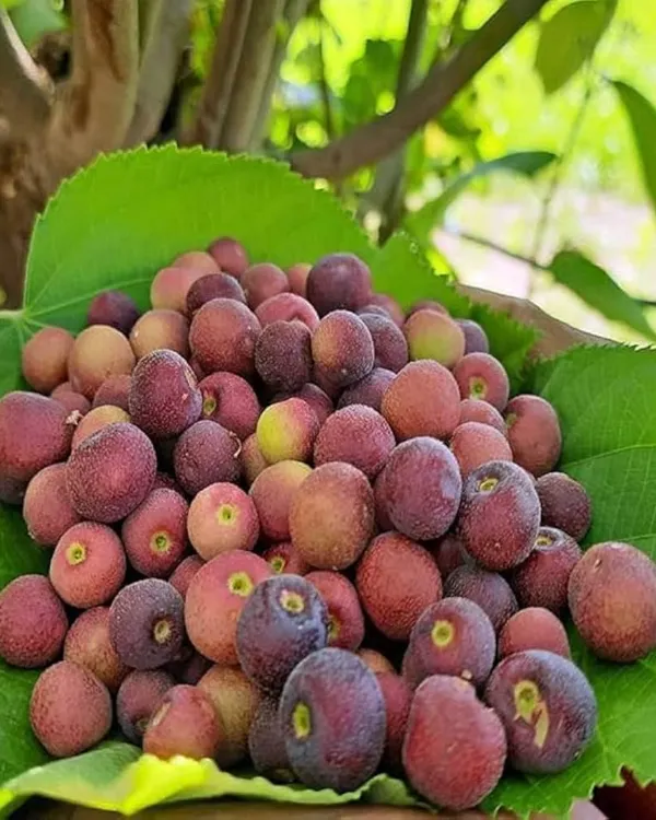 Falsa_Plant_|_Grafted_High-Yield_Variety_|_Sweet_Tangy_Purple_Berries_|_Fast_Growing_|_Ideal_for_Pots_&_Gardens_|_Healthy_Live_Plant_Guaranteed