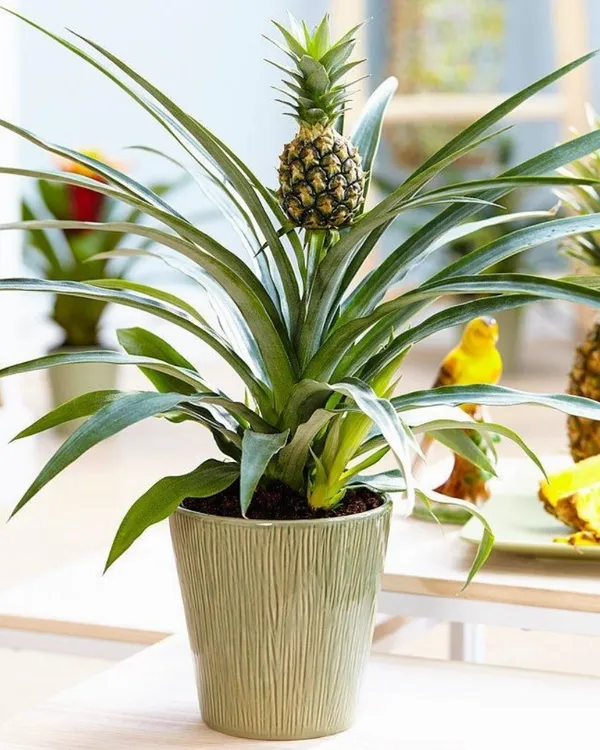 Pineapple_Plant_(2_Kg_Fruit_Variety)_|_Grafted_High-Yield_Large-Fruit_Variety_|_Sweet_Golden_Juicy_Flesh_|_Fast_Growing_|_Ideal_for_Pots_&_Gardens_|_Healthy_Live_Plant_Guaranteed