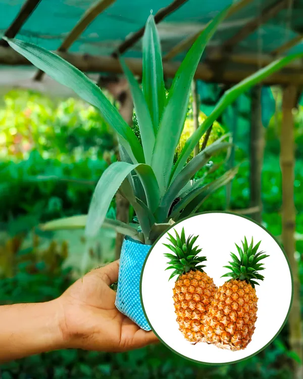 Pineapple_Plant_(2_Kg_Fruit_Variety)_|_Grafted_High-Yield_Large-Fruit_Variety_|_Sweet_Golden_Juicy_Flesh_|_Fast_Growing_|_Ideal_for_Pots_&_Gardens_|_Healthy_Live_Plant_Guaranteed