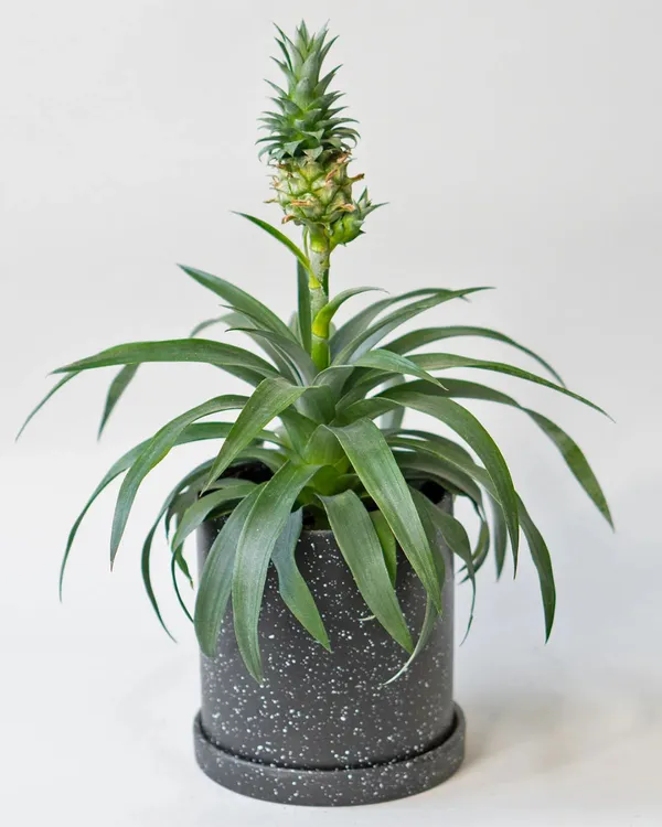 Pineapple_Plant_(2_Kg_Fruit_Variety)_|_Grafted_High-Yield_Large-Fruit_Variety_|_Sweet_Golden_Juicy_Flesh_|_Fast_Growing_|_Ideal_for_Pots_&_Gardens_|_Healthy_Live_Plant_Guaranteed