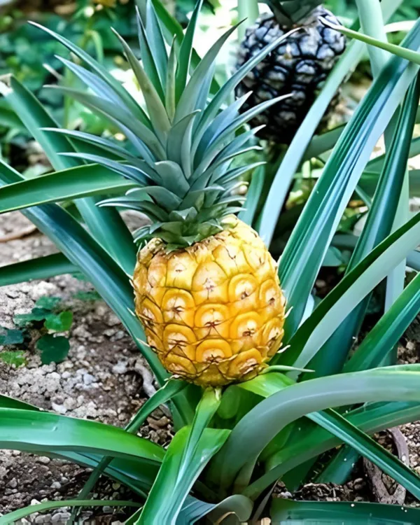 Pineapple_Plant_(2_Kg_Fruit_Variety)_|_Grafted_High-Yield_Large-Fruit_Variety_|_Sweet_Golden_Juicy_Flesh_|_Fast_Growing_|_Ideal_for_Pots_&_Gardens_|_Healthy_Live_Plant_Guaranteed