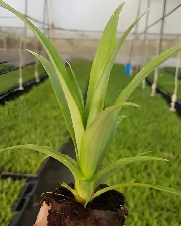 Pineapple_Plant_(2_Kg_Fruit_Variety)_|_Grafted_High-Yield_Large-Fruit_Variety_|_Sweet_Golden_Juicy_Flesh_|_Fast_Growing_|_Ideal_for_Pots_&_Gardens_|_Healthy_Live_Plant_Guaranteed