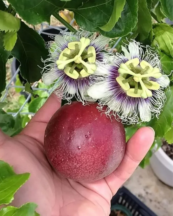Passion_Fruit_Plant_|_Grafted_High-Yield_Tropical_Variety_|_SweetTangy_Juicy_Pulp_|_Fast_Growing_Climber_|_Ideal_for_Pots,_Trellises_&_Gardens_|_Healthy_Live_Plant_Guaranteed