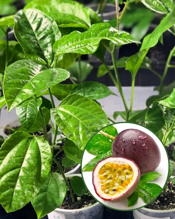 Passion_Fruit_Plant_|_Grafted_High-Yield_Tropical_Variety_|_SweetTangy_Juicy_Pulp_|_Fast_Growing_Climber_|_Ideal_for_Pots,_Trellises_&_Gardens_|_Healthy_Live_Plant_Guaranteed