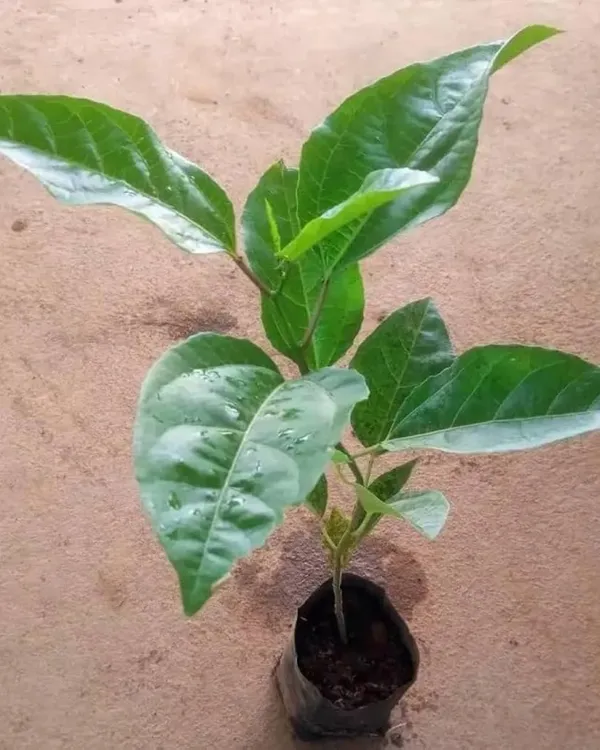 Passion_Fruit_Plant_|_Grafted_High-Yield_Tropical_Variety_|_SweetTangy_Juicy_Pulp_|_Fast_Growing_Climber_|_Ideal_for_Pots,_Trellises_&_Gardens_|_Healthy_Live_Plant_Guaranteed